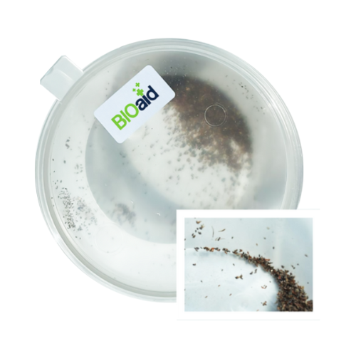 BIO-Kruszynek 1,5 g/ha  (Trichogramma)